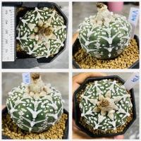 ราคา แอสโตรวี ไทป์ แอสโตร v ชุดที่2 แอสโตรไฟตั้มวีไทป์ Astrophytum V type กระบองเพชร แคคตัส (20544370480)