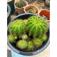 ราคา ดาวล้อมเดือน กระบองเพชร (20532165007)