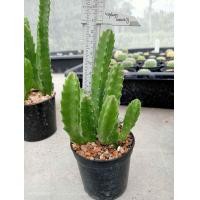 ราคา เก๋งจีนดอกปลาดาว Stapelia Gigantea ไม้ชำหน่อ ขนาดความสูง 6 20 ซม ต้นกระบองเพชร ต้นแคคตัส แคคตัส กระบองเพชร (20541755035)