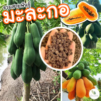 ราคา รวมสายพันธุ์มะละกอ แขกนวลดำเนินพันธุ์เตี้ย แขกดำ ฮอลแลนด์ ฮาวาย (19788607569)