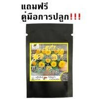 ราคา เมล็ดพันธุ์ ทานตะวัน เทดดี้แบร์ 35 เมล็ด Teddy Bear Sunflower seed เมล็ดพันธุ์แท้ นำเข้าจากต่างประเทศ ทานตะวันแคระ ขายดี (9189175722)