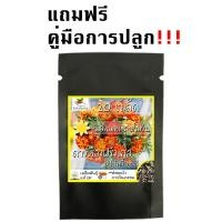 ราคา เมล็ดพันธุ์ ดาวเรือง ฝรั่งเศส สปาร์คกี้คละสี 150 เมล็ด Sparky French Marigold Mix seed เมล็ดพันธุ์แท้ นำเข้าต่างประเทศ (9190156782)