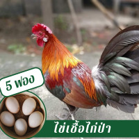 ราคา ไข่เชื้อไก่ป่าหูขาว ชุด 5 ฟอง (13402190661)