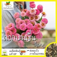 ราคา เมล็ดพันธุ์ ดอกบานชื่น สีชมพู 100 เมล็ด Pink Luminosa Zinnia เมล็ดพันธุ์แท้ นำเข้าจากต่างประเทศ ปลูกผัก สวนครัว ถูกดี (7178810788)