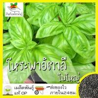 ราคา เมล็ดพันธุ์ โหระพาใบใหญ่ อิตาเลี่ยน เบซิลใบใหญ่ 400 เมล็ด Large Leaf Italian Basil เมล็ดพันธุ์แท้100 นำเข้าจากต่างประเทศ (2994680510)