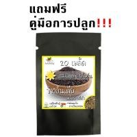 ราคา เมล็ดพันธุ์ ข้าวอินเดีย เมล็ดยาว สีดำ 150 เมล็ด Black indica Rice Seeds เมล็ดพันธุ์แท้100 เมล็ดนำเข้า เมล็ดข้าว ข้าว (9915381054)