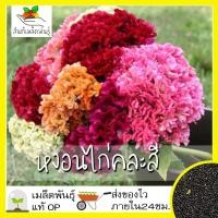 ราคา เมล็ดพันธุ์ หงอนไก่คละสี หงอนไก่ 200 เมล็ด Mixed Cockscomb seeds เมล็ดพันธุ์แท้ นำเข้าจากต่างประเทศ100 ดอกไม้ ประหยัด (6256982152)