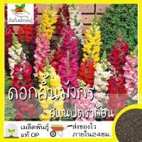 ราคา เมล็ดพันธุ์ ดอกลิ้นมังกร สแนปดราก้อน 1000 เมล็ด Snapdragon Flower เมล็ดพันธุ์แท้ นำเข้าจากต่างประเทศ ปลูกผัก สวนครัว (4864340625)