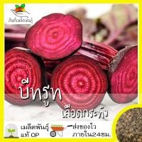 ราคา เมล็ดพันธุ์ บีทรูท เลือดกระทิง 100 เมล็ด Bulls Blood Beet เมล็ดพันธุ์แท้ นำเข้าจากต่างประเทศ ปลูกผัก สวนครัว ถูกดี โตไว (4868498796)