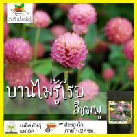 ราคา เมล็ดพันธุ์ บานไม่รู้โรย สีชมพู 200 เมล็ด Pink Gomphrena เมล็ดพันธุ์แท้ นำเข้าจากต่างประเทศ ปลูกผัก สวนครัว ถูกดี (7773504678)