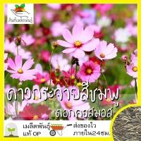 ราคา เมล็ดพันธุ์ ดอกดาวกระจาย สีชมพู 200 เมล็ด Pink Gloria Cosmos Flower SeedSeed เมล็ดพันธุ์แท้ นำเข้าจากต่างประเทศ ปลูกผัก (7178806530)