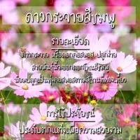 ราคา เมล็ดพันธุ์ ดอกดาวกระจาย สีชมพู 200 เมล็ด Pink Gloria Cosmos Flower SeedSeed เมล็ดพันธุ์แท้ นำเข้าจากต่างประเทศ ปลูกผัก (7178806529)