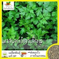 ราคา เมล็ดพันธุ์ พาสเลย์อิตาเลี่ยนใบใหญ่ 500เมล็ด Flat Leaf Italian Parsley Seed เมล็ดพันธุ์แท้100 นำเข้าจากต่างประเทศ ราคาถูก ดี (3779114398)