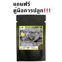 ราคา เมล็ดพันธุ์ กวางตุ้งฮ่องเต้ สีม่วง 100 เมล็ด Pakchoi Ruby F1 Seed เมล็ดพันธุ์แท้ 100 นำเข้าจากต่างประเทศ กวางตุ้ง ถูกดี ปลูกง่าย ขายดี โตไว (10471496497)