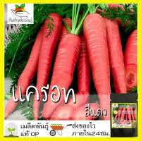 ราคา เมล็ดพันธุ์ แครอท สีแดง 200 เมล็ด Scarlet Red Carrot seed เมล็ดพันธุ์แท้ นำเข้าจากต่างประเทศ ปลูกผัก สวนครัว ปลูกง่าย โต (8546018551)