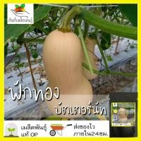 ราคา เมล็ดพันธุ์ ชุดฟักทอง ขายดี ผลใหญ่ ผลผลิตดี ฟักทองบัตเตอร์นัท ฟักทองบัตเตอร์คัพ ฟักสปาเก็ตตี้ ซูกินี่สีเหลือง พร้อมส่ง (10205520731)