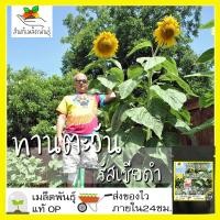 ราคา เมล็ดพันธุ์ ทานตะวัน รัสเซียดำ พันธุ์ต้นสูง 20 เมล็ด Black Russian Sunflower เมล็ดพันธุ์แท้ นำเข้าจากต่างประเทศ โตไว (8389331005)
