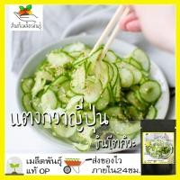 ราคา เมล็ดพันธุ์ แตงกวาญี่ปุ่น ชินโตคิวะ 20 เมล็ด Shintokiwa Japanese Cucumber เมล็ดพันธุ์แท้ นำเข้าจากต่างประเทศ ปลูกผัก (8387161417)