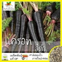 ราคา เมล็ดพันธุ์ แครอท สีดำ 100 เมล็ด Black Nebula Carrot Seed เมล็ดพันธุ์แท้ นำเข้าจากต่างประเทศ ปลูกผัก สวนครัว ถูกดี โตไว (7150506853)
