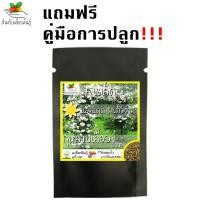 ราคา เมล็ดพันธุ์ ชุด ดอกกุหลาบ ขายดีที่สุด ดอกดก พวงใหญ่ ใบดกสวย พร้อมส่ง กุหลาบเลื้อยสีแดง สีชมพู สีขาว สีเหลือง กุหลาบ ปลูกง่าย (8904730604)