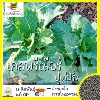 ราคา เมล็ดพันธุ์ เคลพรีเมียร์ ปูเล่ฝรั่ง 100 เมล็ด Premier Kale Seed เมล็ดพันธุ์แท้ นำเข้าจากต่างประเทศ โตไว ปลูกง่าย โตไว (7204920506)