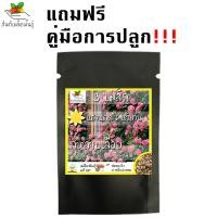 ราคา เมล็ดพันธุ์ ชุด ดอกกุหลาบ ขายดีที่สุด ดอกดก พวงใหญ่ ใบดกสวย พร้อมส่ง กุหลาบเลื้อยสีแดง สีชมพู สีขาว สีเหลือง กุหลาบ ปลูกง่าย (8904730603)