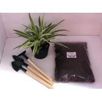 ราคา ปุ๋ยคอก SIZE M มูลนมวัว 100 ปุ๋ยคอก ขี้วัวนม ปุ๋ยขี้วัวนม 180G (9679083823)