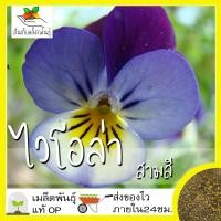 ราคา เมล็ดพันธุ์ ไวโอล่าสามสี 100 เมล็ด Viola flower Seed เมล็ดพันธุ์แท้100 นำเข้าจากต่างประเทศ ปลูกผัก สวนครัว สวยงาม ถูกดี (4020318998)