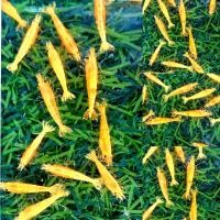 ราคา กุ้งแคระ มีหลายแบบ (20784596147)