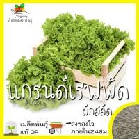 ราคา เมล็ดพันธุ์ ผักสลัด แกรนด์เรฟพิด 1000เมล็ด Grand Rapids Lettuce Seed เมล็ดพันธุ์แท้100 นำเข้าจากต่างประเทศ ปลูกผัก ถูกดี (3652510684)