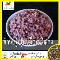 ราคา เมล็ดพันธุ์ ข้าวญี่ปุ่นเลือดสีม่วง เมล็ดพันธุ์หายาก 100 เมล็ด Purple Blood Japanese Rice Seed เมล็ดพันธุ์แท้ นำเข้าจากต่างประเทศ โตไว (7206232777)