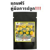 ราคา เมล็ดพันธุ์ ทานตะวัน เทดดี้แบร์ 35 เมล็ด Teddy Bear Sunflower seed เมล็ดพันธุ์แท้ นำเข้าจากต่างประเทศ ทานตะวันแคระ ขายดี (9189175723)