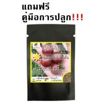 ราคา เมล็ดพันธุ์ มะเขือเทศ เชอรี่สีดำ 20 เมล็ด Black Cherry Tomato seeds เมล็ดพันธุ์แท้ นำเข้าจากต่างประเทศ ปลูกผัก ปลูกง่าย โตไว มะเขือเทศเชอรี่ (9786300856)