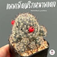 ราคา แมมเม็ดพริกหนามแดง Mammillaria prolifera แคคตัส กระบองเพชร cactus succulent (4526594518)