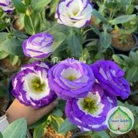 ราคา กุหลาบไร้หนาม ไลเซนทัส ลิซิแอนซัส ไลเซียนทัส ดอก 2 สี สวยมาก บานทน กุหลาบตัดดอก (6456334644)