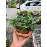 ราคา สวนถาด ไม้มงคล บอนไซแคระ สน แก้วแคระ (20748878312)
