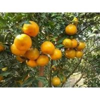 ราคา ต้นส้มสายน้ำผึ้ง ติดผลดก เป็นที่นิยม วิตามินซีสูง รสชาติหวาน อมเปรี้ยวนิด เนื้อฉ่ำน้ำ เสียบยอด ต้นละ 149 บาท (14771355154)