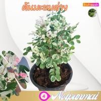 ราคา ต้นมะยมด่าง กระถาง 6 นิ้ว ส่งพร้อมกระถาง (20288640193)