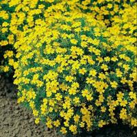 ราคา ดาวเรืองฝรั่งเศสจิ๋ว ถูกที่สุด10บ เมล็ดพันธุ์ดาวเรืองฝรั่งเศสจิ๋ว 20 100 เมล็ด ปลูกง่าย พุ่มใหญ่ ดอกดกสวย (12214780702)