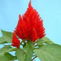 ราคา สร้อยไก่ สีแดง ถูกที่สุด10 บ เมล็ดพันธุ์สร้อยไก่สีแดง 30 เมล็ด ปลูกง่าย ดอกดก สวยอลังการ (11143800315)