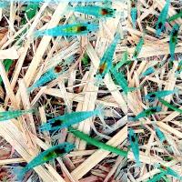 ราคา กุ้งแคระ มีหลายแบบ (20784655179)