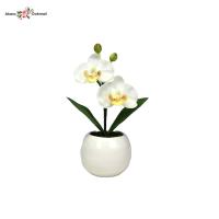 ราคา แจกันดอกไม้ปลอมมินิมอล กล้วยไม้สีขาวพร้อมแจกัน (4002518776)