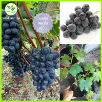 ราคา ต้นองุ่นเคียวโฮญี่ปุ่นพันธุ์แท้ ผลกลม เนื้อฉ่ำ สีสวย รสหวานหอม ต้นตาต่อ (20824998268)