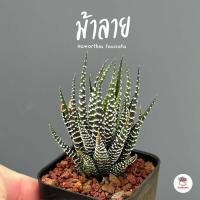ราคา รวมอโลและฮาโวเทีย Mix Aloe Haworthia หลายสายพันธุ์ ส่งทั้งกระถาง cactus succulent (20796423774)