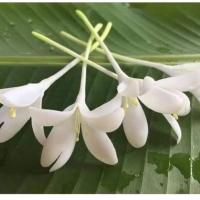 ราคา ดอกปีบ ดอกกาสะลอง ดอกไม้ประดิษฐ์จากดินไทย (20294334567)