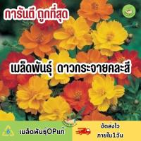 ราคา ถูกที่สุด เมล็ดพันธุ์ ดอกดาวกระจายคละสี ส้มเหลือง (18826676634)