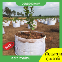 ราคา QGreen พร้อมส่ง ถุงผ้าปลูกต้นไม้ ถุงปลูกอัจฉริยะ ถุงปลูกต้นไม้ ผัก กระถางผ้า จำนวน 1 ใบ (10977822630)