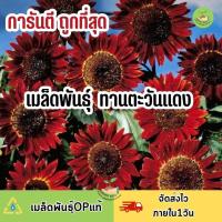 ราคา ถูกที่สุด เมล็ดพันธุ์ ดอกทานตะวันแดง (18826472103)