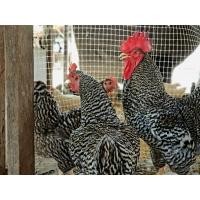 ราคา ไข่เชื้อ ไก่บาร์พลีมัทร็อค ชุด 8 ฟอง ไข่ไก่มีเชื้อสำหรับฟัก (15970460555)