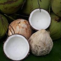 ราคา มะพร้าวทึนทึก มะพร้าวแก่2ภู มะพร้าว ทำขนม ปลูกเอง ตัดตามออเดอร์ (9989858588)